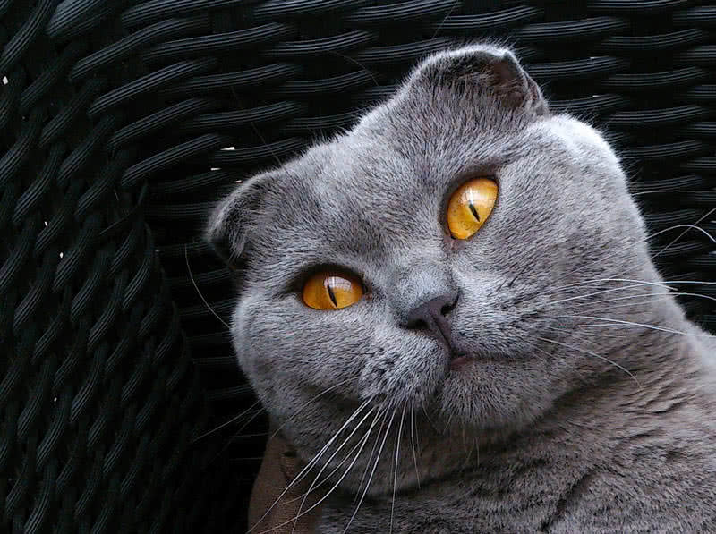 Responsive image
